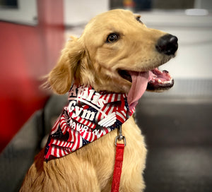 
                  
                    Dog Bandana
                  
                